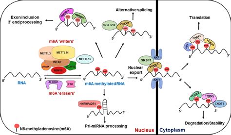 m6a methylation|m6a methylation function.